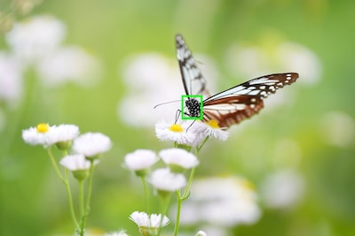 Example image showing subject type (insect) recognisable by the camera's AI