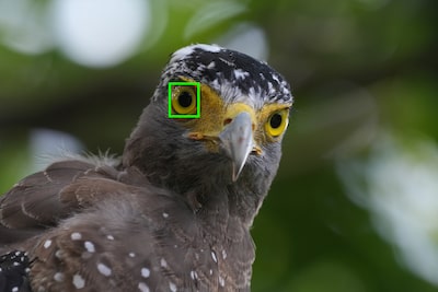 Example image showing subject type (bird) recognisable by the camera's AI