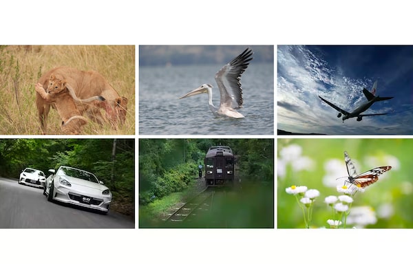 Example images of a lion, bird, aeroplane, car, train and butterfly