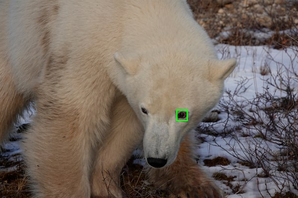 Real-time Eye AF for animal